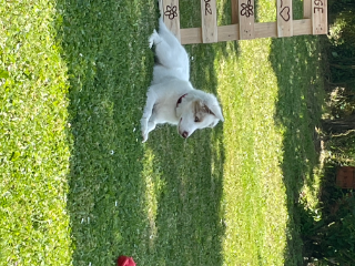 Baïko