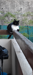 Titou