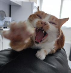 Pixy