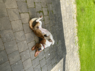 Stella