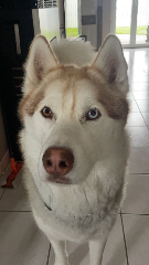 Raiku