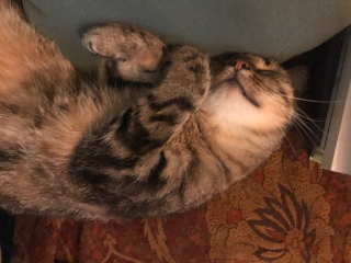 Nova