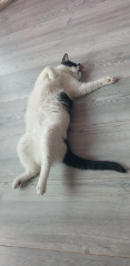 Pampelune