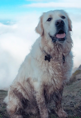rocky