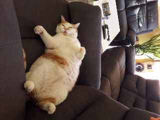 Nougat