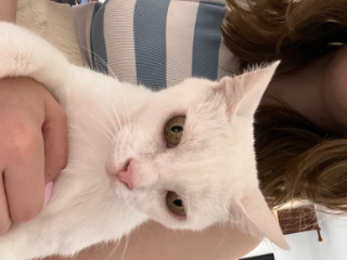 Cannelle