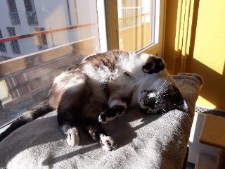 Calypso