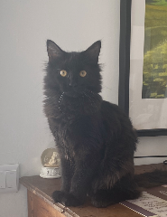 Taïko