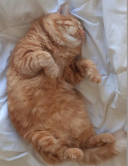 Garfield