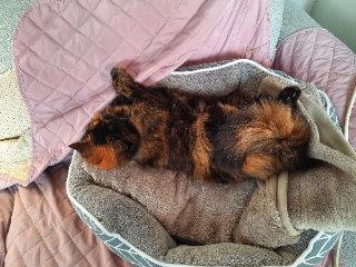 Loulou
