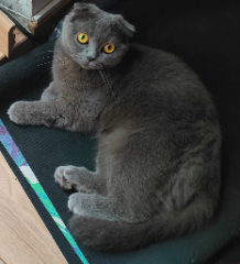 Calypso