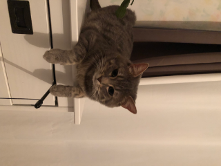 Miou