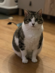 Jarvis