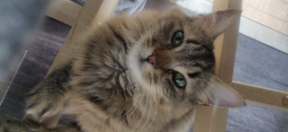 Mowgli