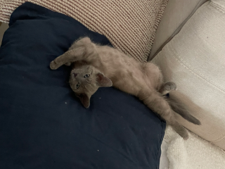 Moki