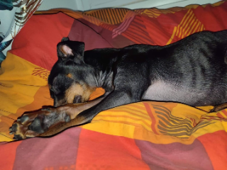Oscar