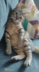 TIGROU