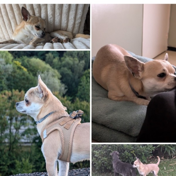 Tchiko
