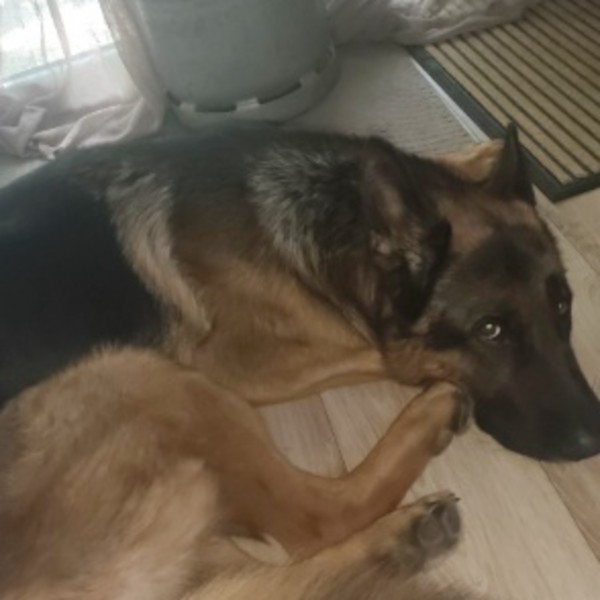Loki