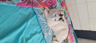 MIAOU