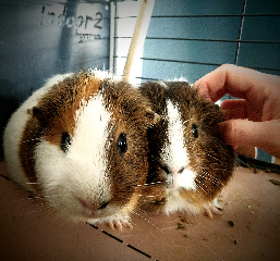 Coco &amp; Choco