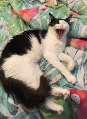Simon