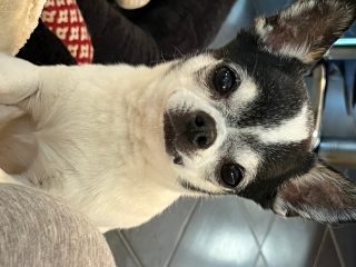 Elvis