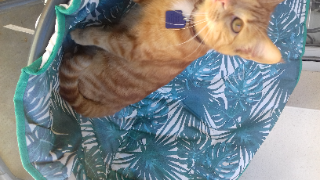 MImosa
