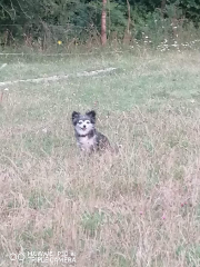 Jila