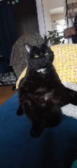 BANJO
