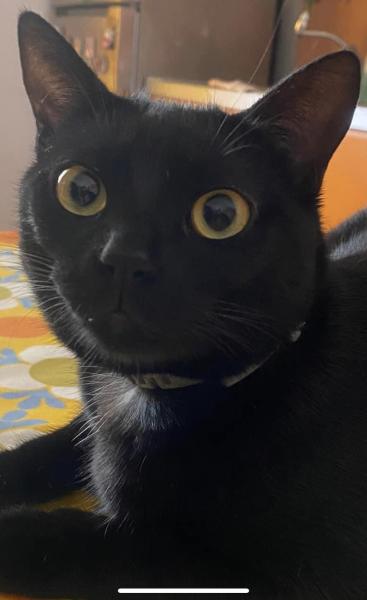 Morgana
