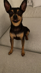 Aiko