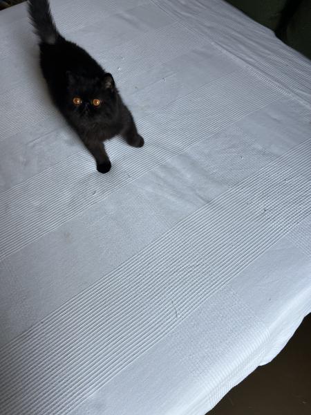 Cora
