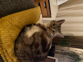 Juju