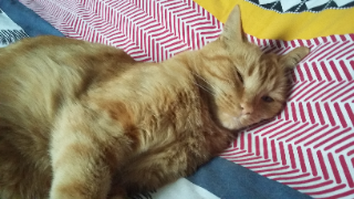 TIGROU