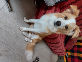 Bandit