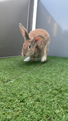 Nesquik