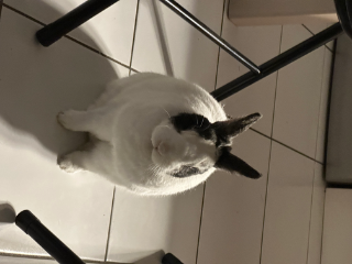 Nala