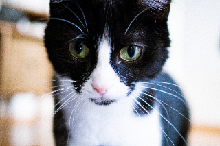 Millie