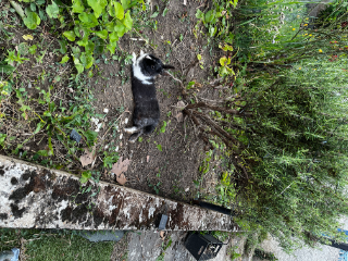 Pik