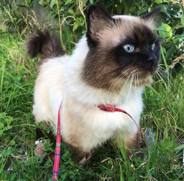 Photo de Napoleone