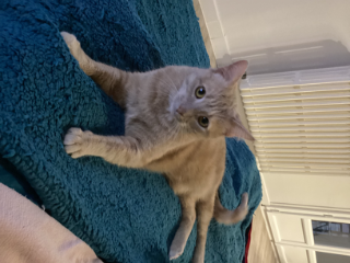Simba