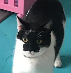 mikado