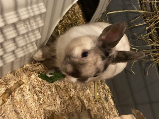 Milo