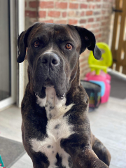 Olaf