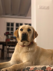 Pongo