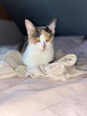 Sanaa
