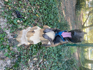 Odin