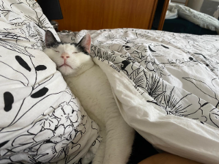 Oreo