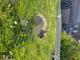 Charlie